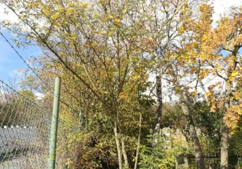 Trnovník akát — Robinia pseudo-acacia L.