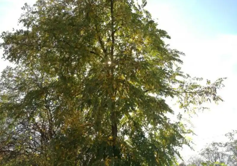 Trnovník akát — Robinia pseudo-acacia L.