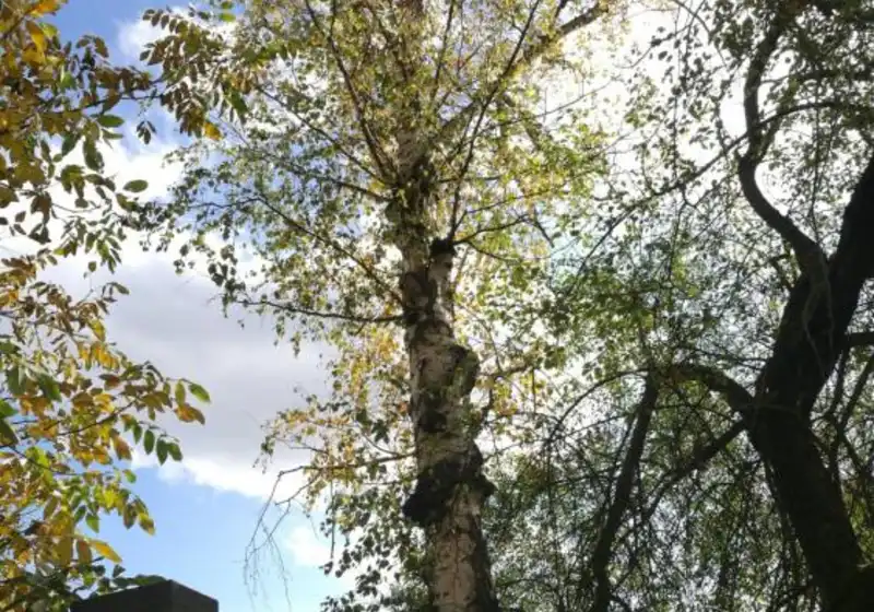 Bříza bělokorá také bříza bradavičnatá — Betula pendula