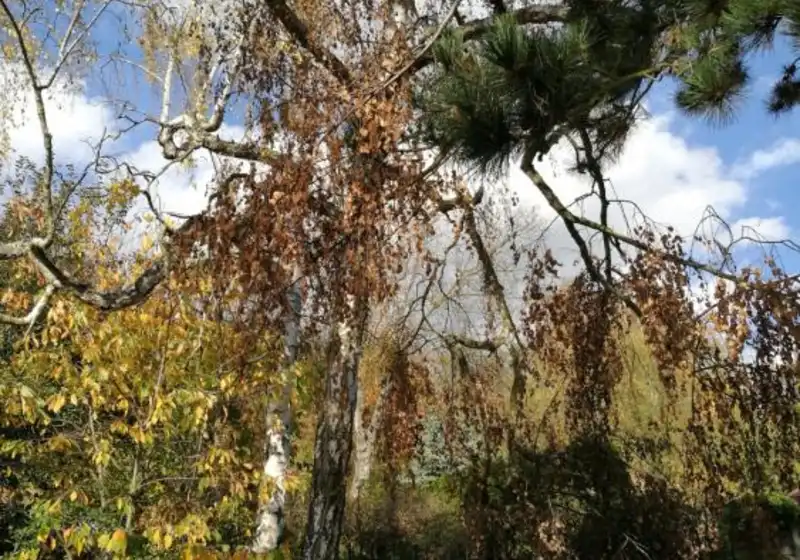 Bříza bělokorá také bříza bradavičnatá — Betula pendula