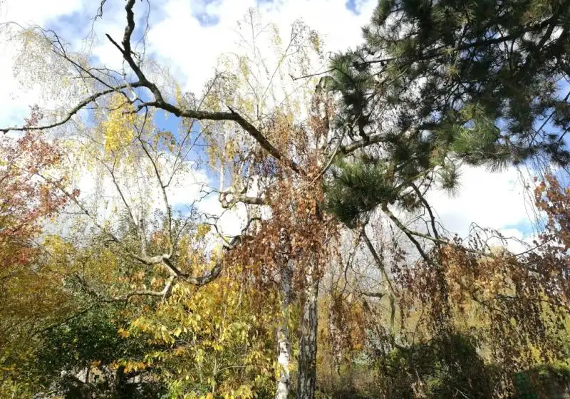 Bříza bělokorá také bříza bradavičnatá — Betula pendula