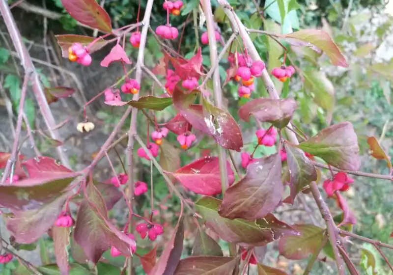 Brslen evropský — Euonymus europaeus