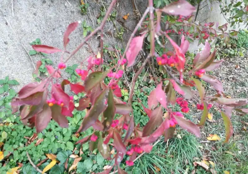 Brslen evropský — Euonymus europaeus