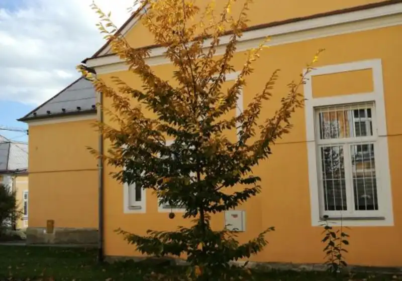 Habr obecný — Carpinus betulus