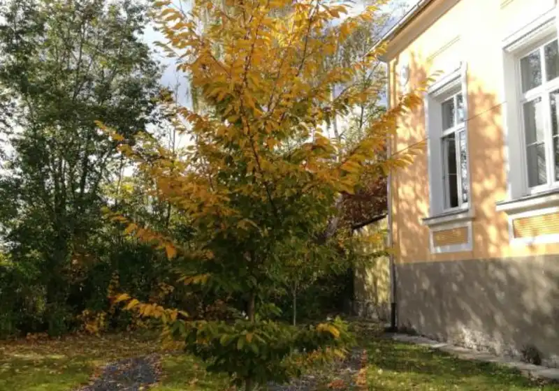 Habr obecný — Carpinus betulus