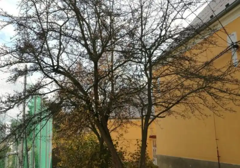 Hloh jednosemenný — Crataegus monogyna
