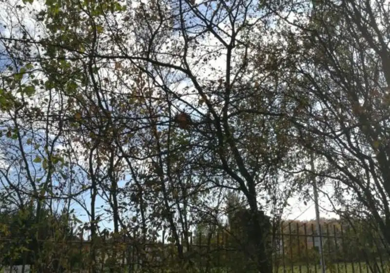 Hloh jednosemenný — Crataegus monogyna