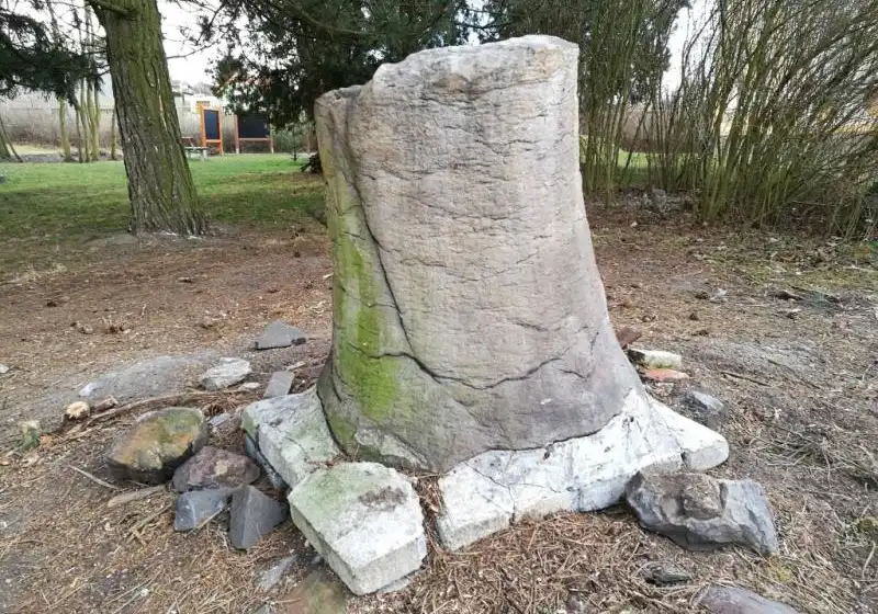 Plavuně — Lycopodiophyta