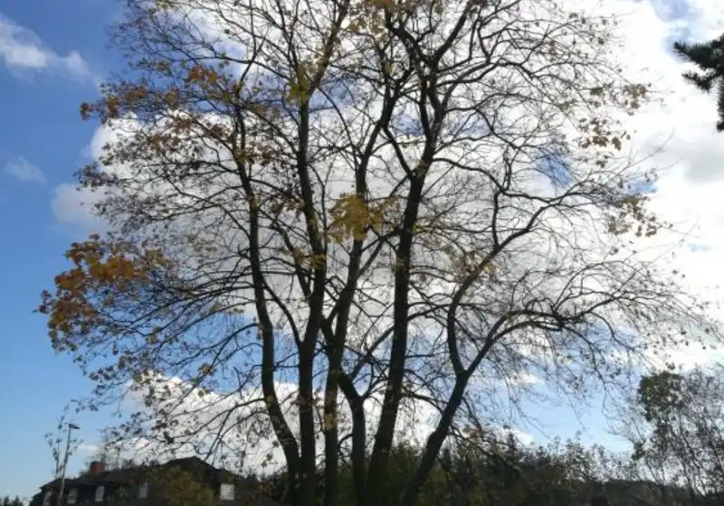 Javor mléč — Acer platanoides