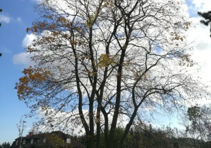 Javor mléč — Acer platanoides