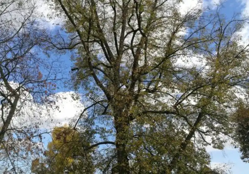 Lípa malolistá, též lípa srdčitá — Tilia cordata