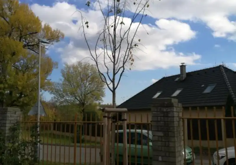 Lípa malolistá, též lípa srdčitá — Tilia cordata