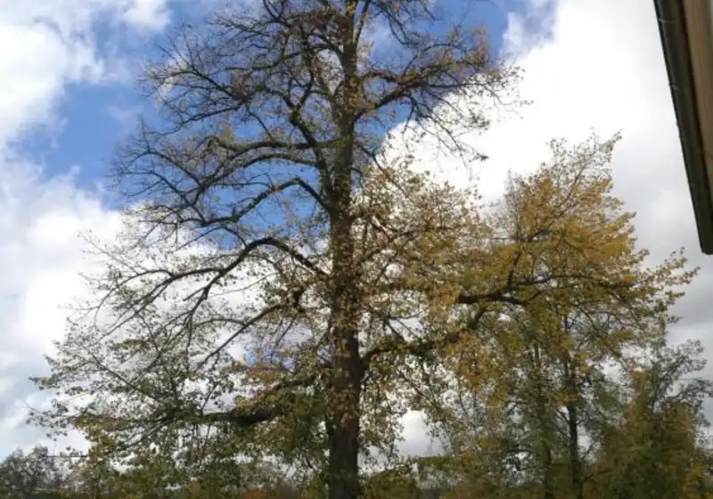 Lípa malolistá, též lípa srdčitá — Tilia cordata
