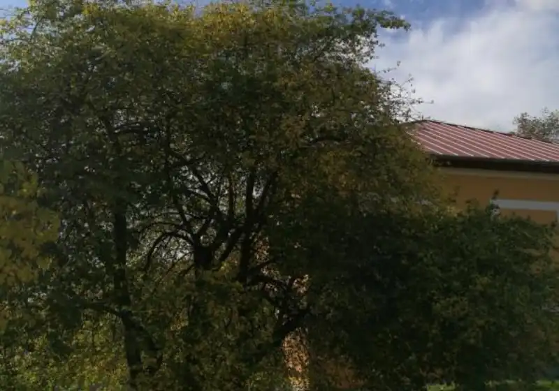 Slivoň mirabelka — Prunus domestica syriaca
