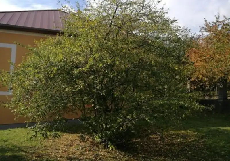 Slivoň mirabelka — Prunus domestica syriaca