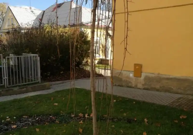 Moruše bílá — Morus alba Pendula