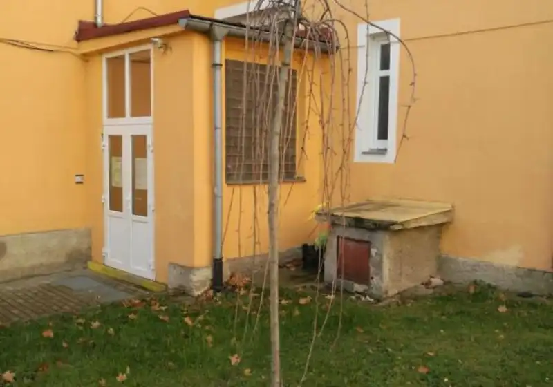 Moruše bílá — Morus alba Pendula