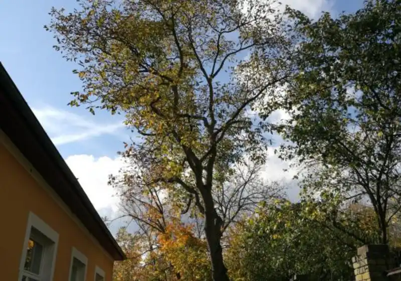 Ořešák královský - ořešák vlašský — Juglans regia L.
