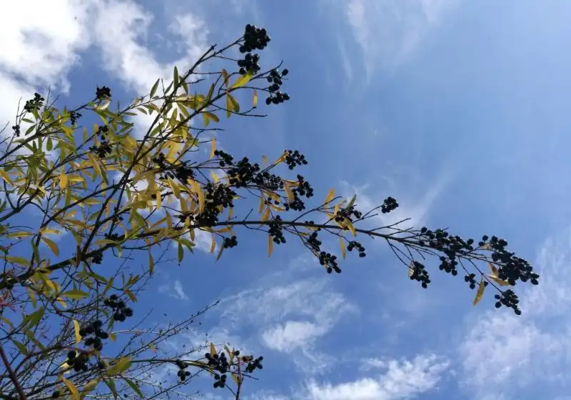 Ptačí zob obecný — Ligustrum vulgare L.