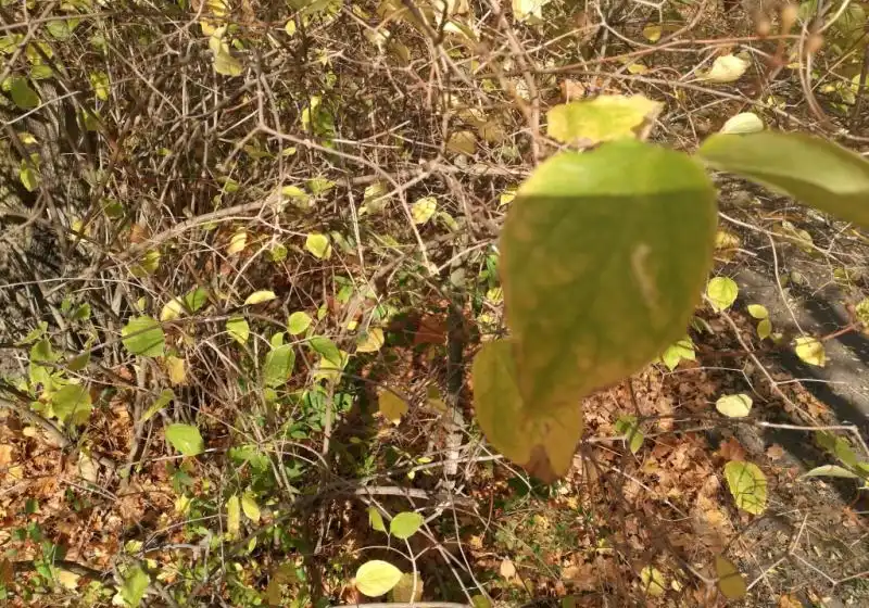 Pustoryl věncový — Philadelphus coronarius
