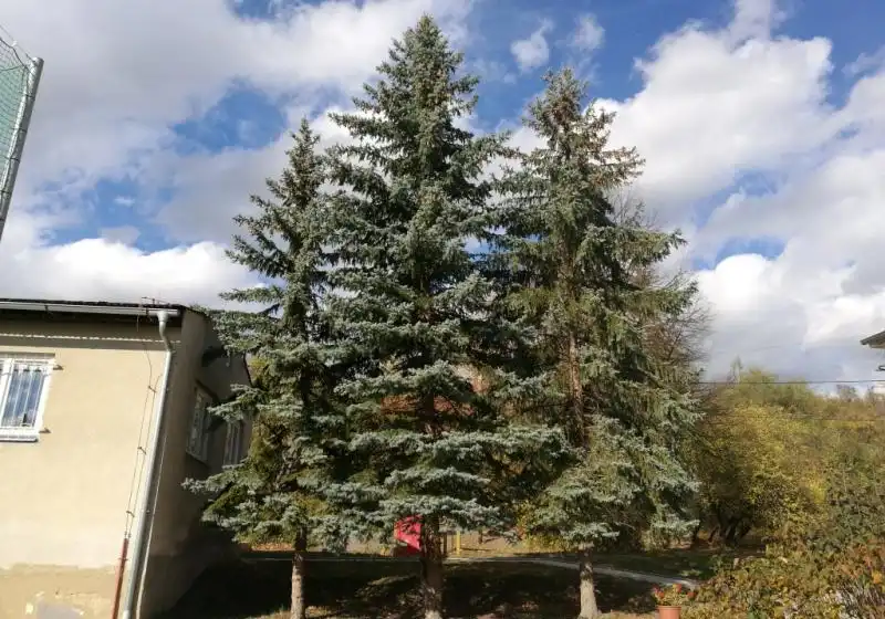 Smrk stříbrný - pichlavý — Picea pungens