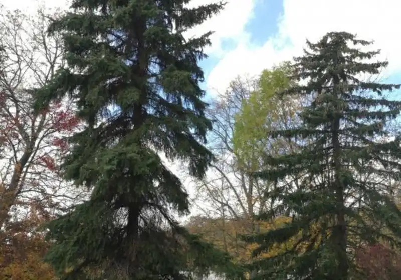 Smrk stříbrný - pichlavý — Picea pungens