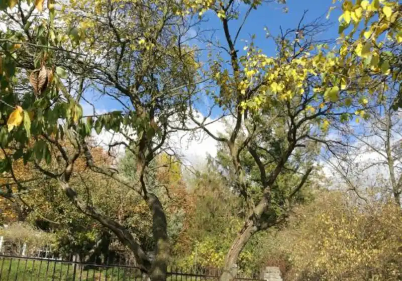 Slivoň švestka nebo švestka domácí — Prunus domestica