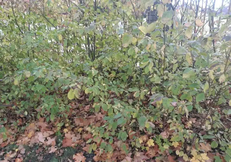 Svída krvavá — Cornus sanguinea