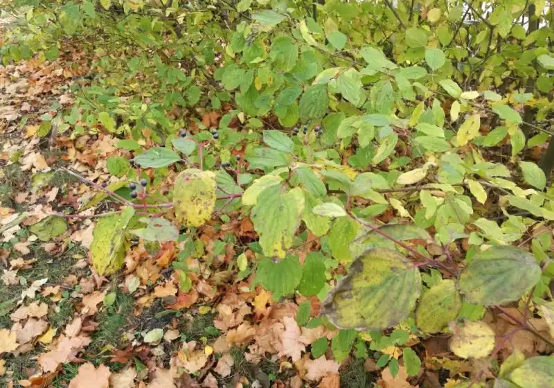 Svída krvavá — Cornus sanguinea