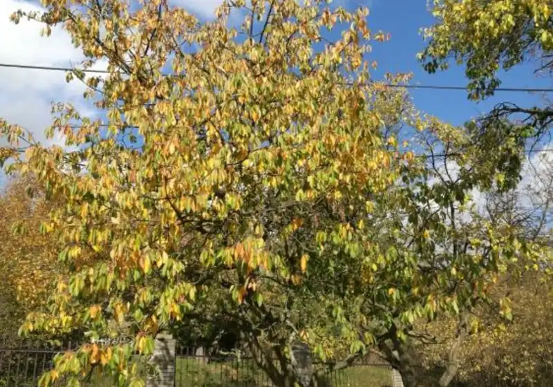Višeň obecná — Prunus cerasus L