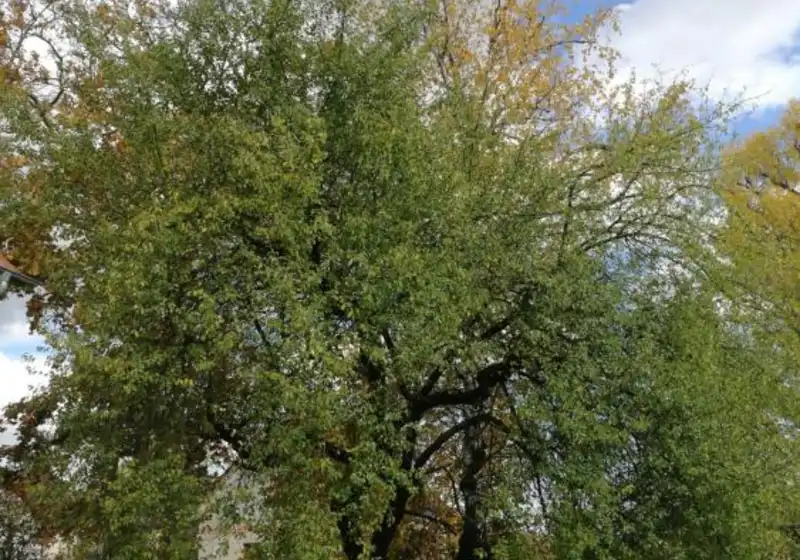 Višeň turecká - mahalebka — Prunus mahaleb