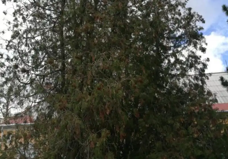 Zerav západní — Thuja occidentalis