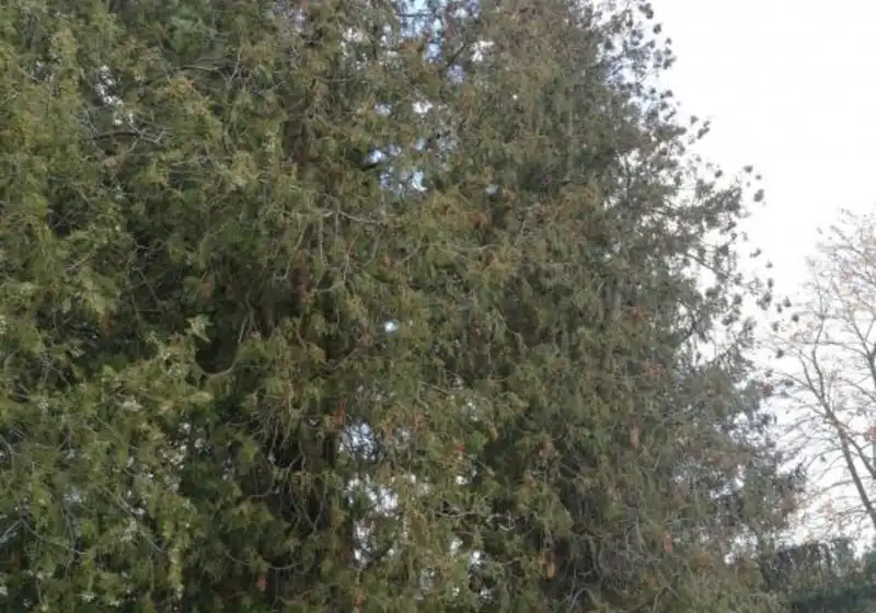 Zerav západní — Thuja occidentalis