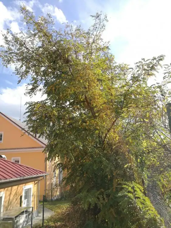 Dendrologická stezka
