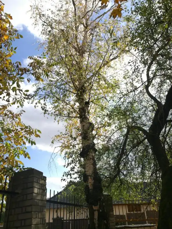 Dendrologická stezka