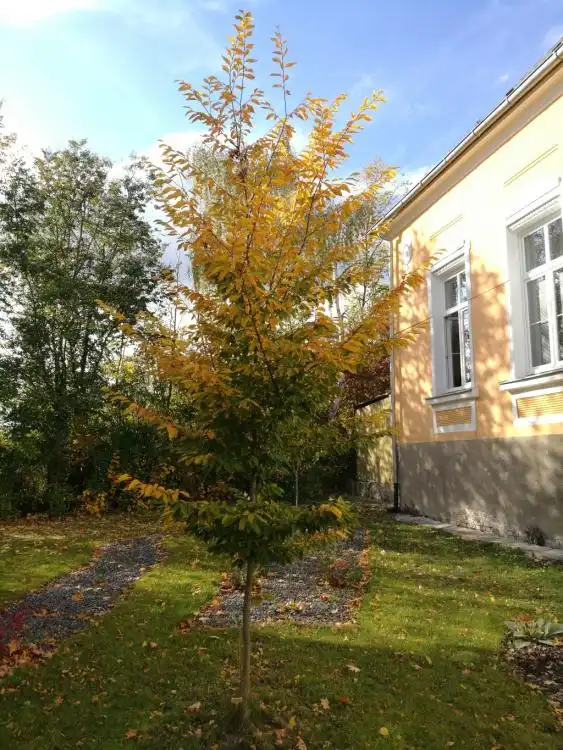 Dendrologická stezka