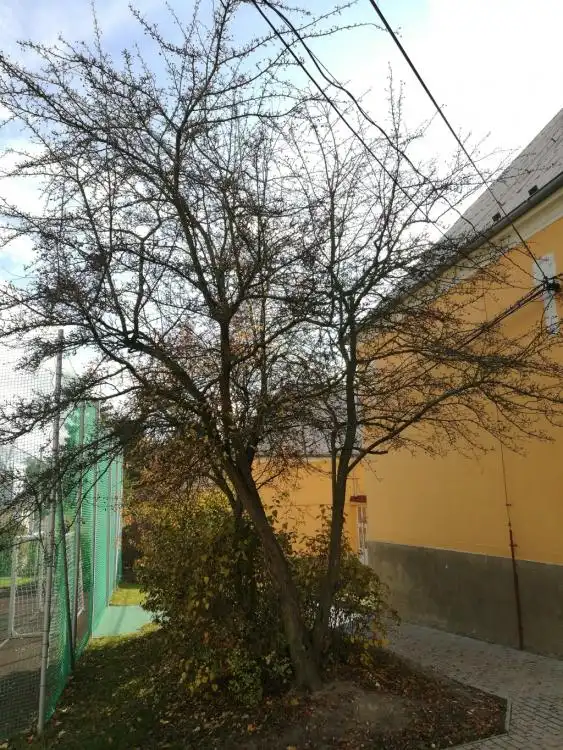 Dendrologická stezka