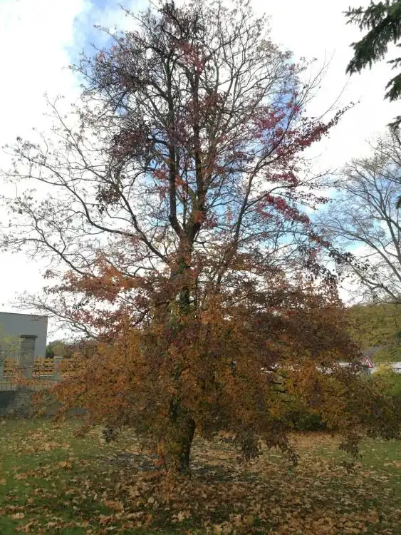 Dendrologická stezka