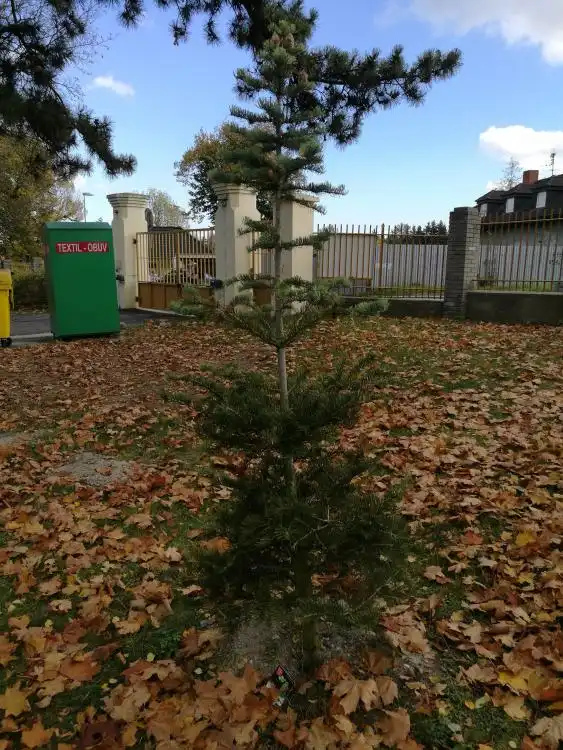 Dendrologická stezka