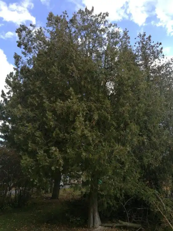 Dendrologická stezka