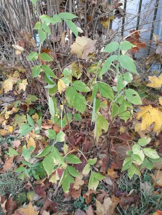 Dendrologická stezka