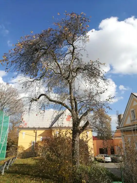 Dendrologická stezka