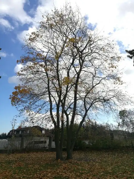 Dendrologická stezka