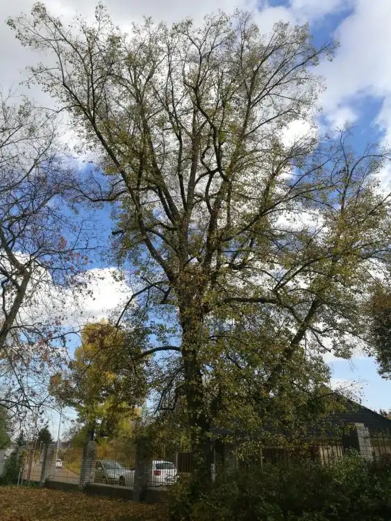 Dendrologická stezka