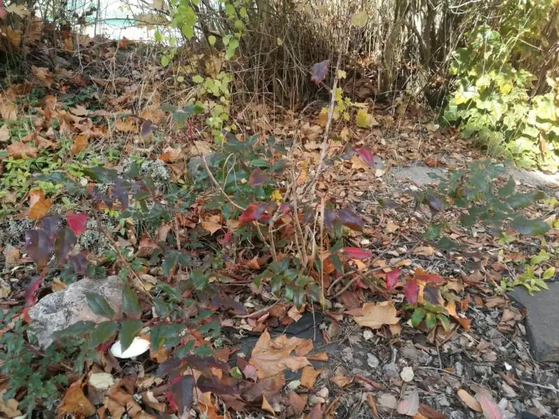 Dendrologická stezka