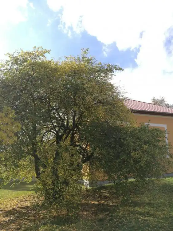 Dendrologická stezka