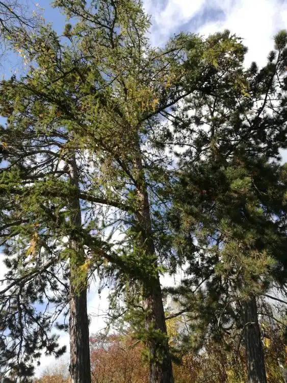 Dendrologická stezka