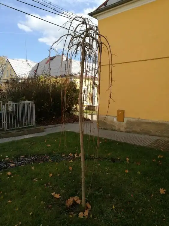 Dendrologická stezka