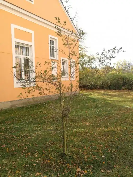Dendrologická stezka