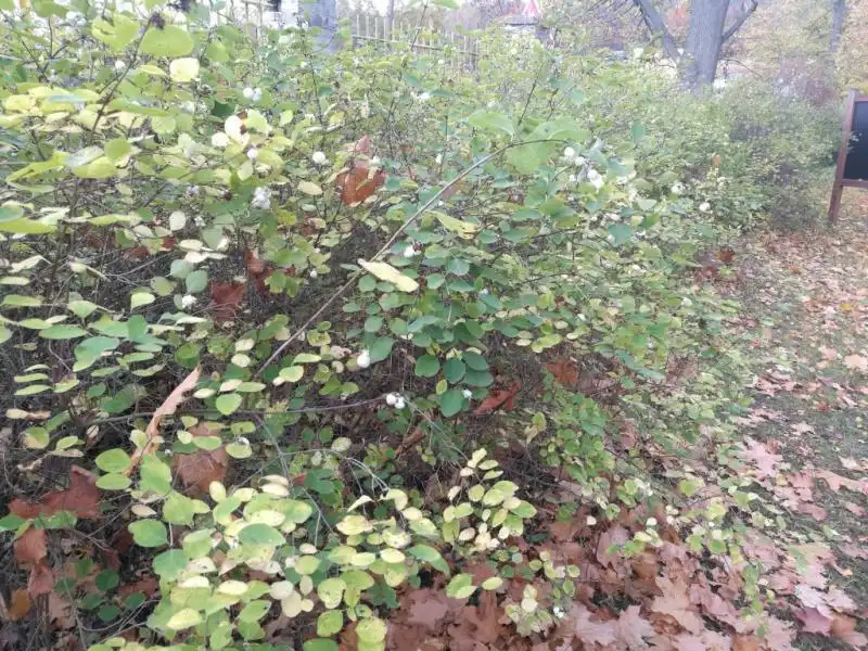 Dendrologická stezka
